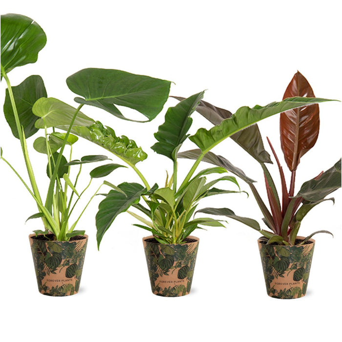 Plantenbox Tropical Mix in Green Jewel cover - Ø14cm