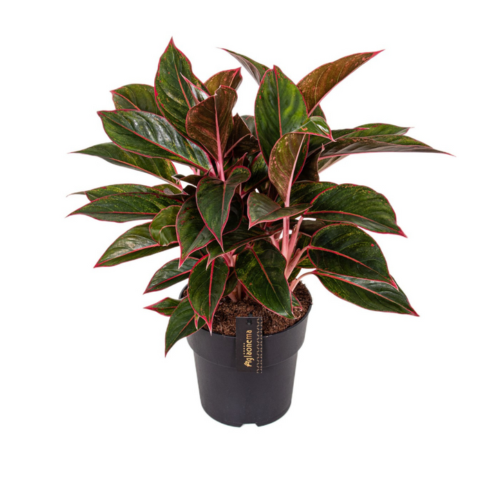 Aglaonema Crete - ↕55cm - Ø19cm