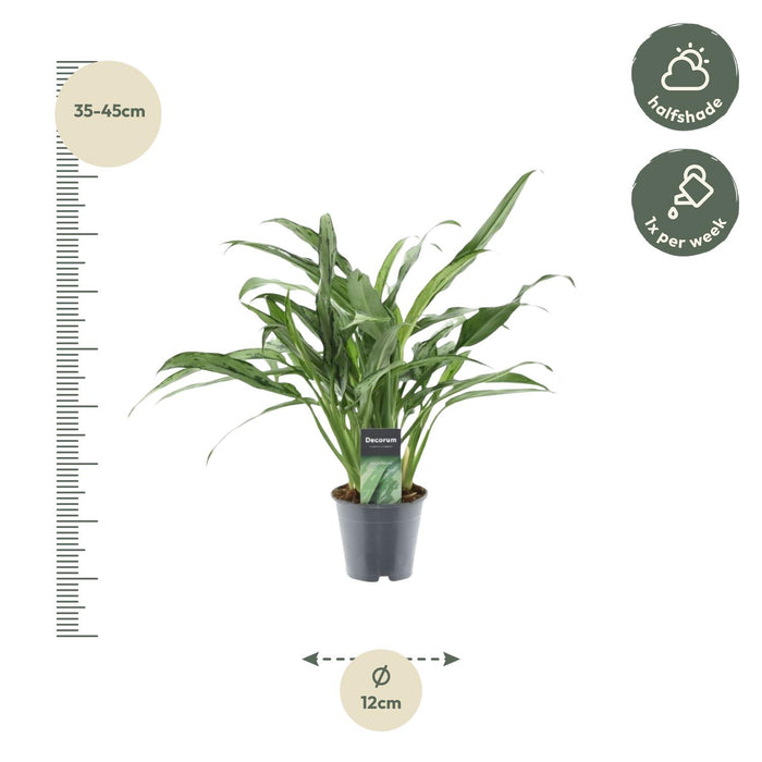 Aglaonema Cutlass - ↕40cm - Ø12cm