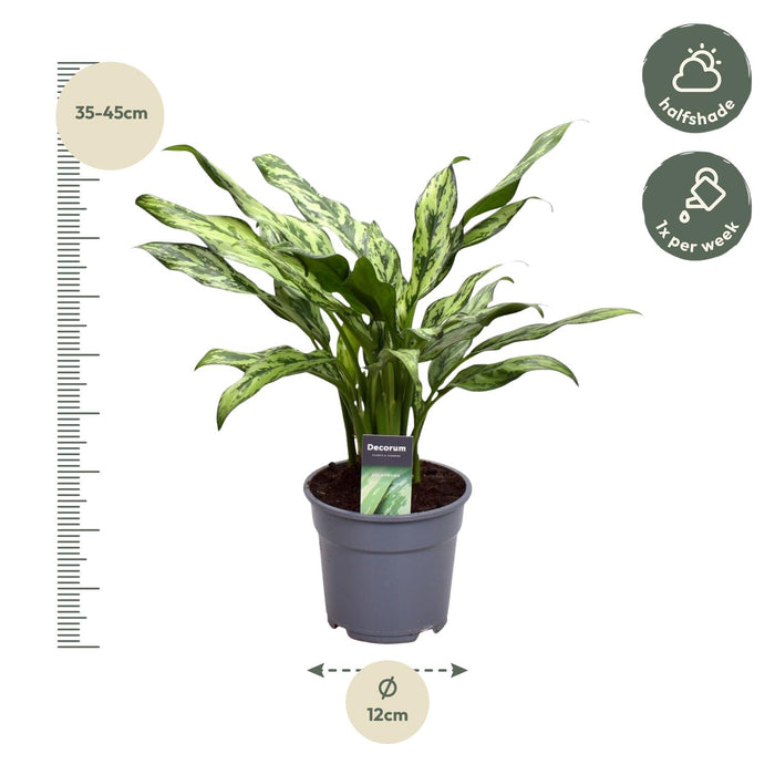 Aglaonema Juliette - ↕40cm - Ø12cm