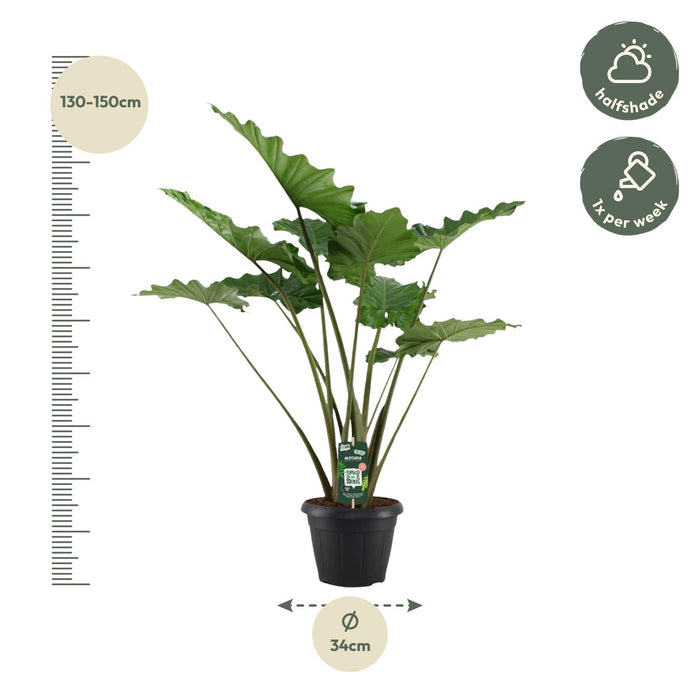 Alocasia Portodora - ↕140 cm - Ø34cm