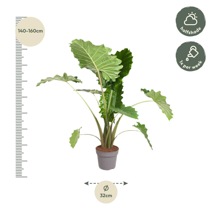 Alocasia Portodora - ↕150 cm - ø32