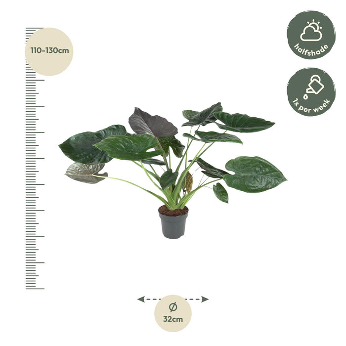 Alocasia Wentii - ↕120 cm - Ø32cm