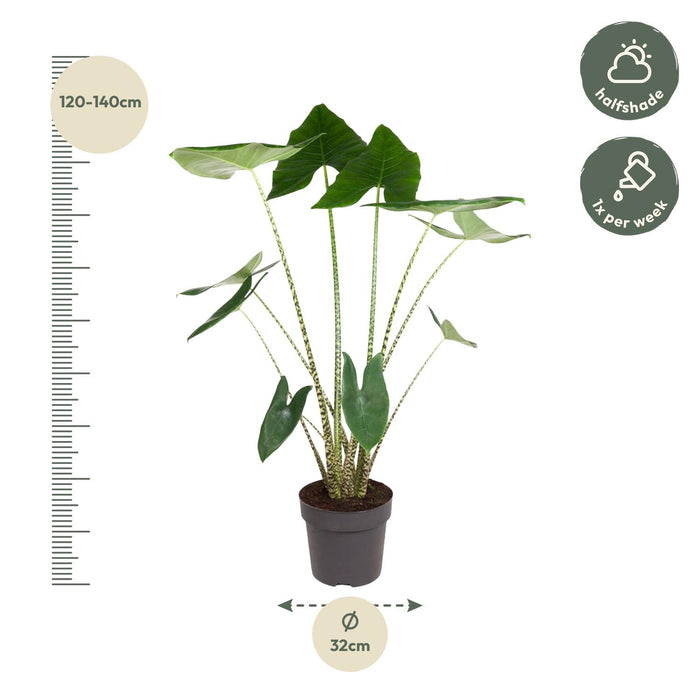 Alocasia Zebrina - ↕130 cm - ø32