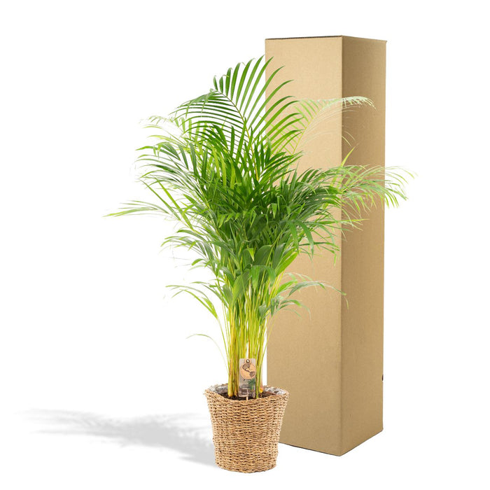 Areca met mand - ↕130cm - Ø24cm