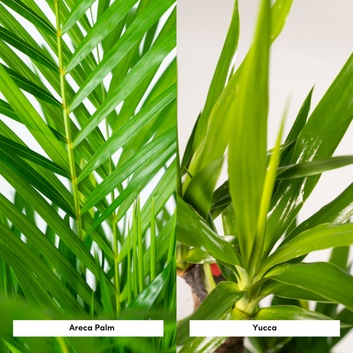 Areca - ↨130cm - Ø24cm + Yucca - ↨100cm - Ø21cm