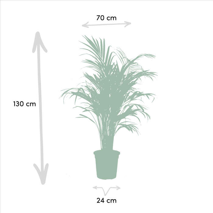 Areca - ↨130cm - Ø24cm + Yucca - ↨100cm - Ø21cm