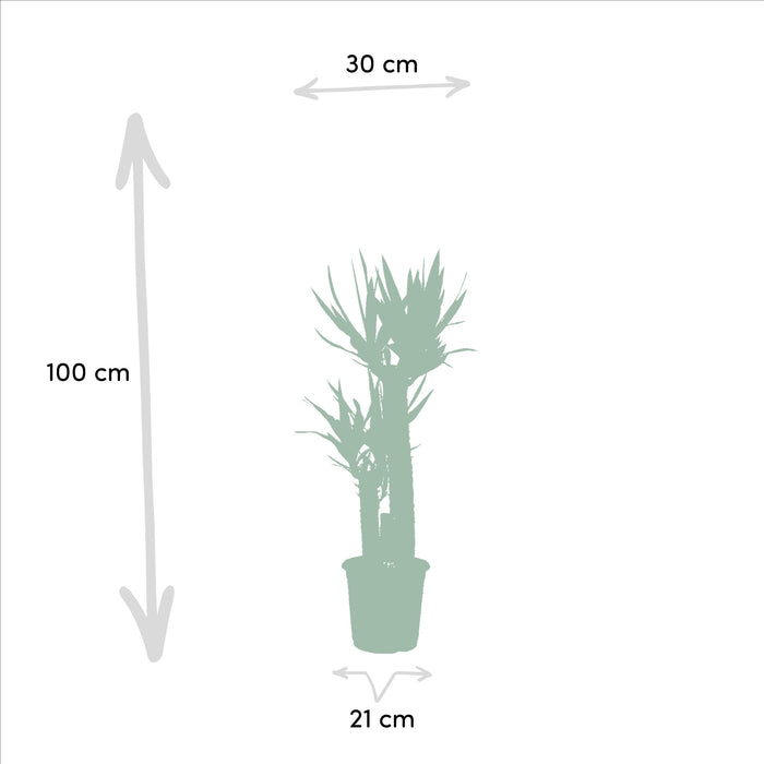 Areca - ↨130cm - Ø24cm + Yucca - ↨100cm - Ø21cm