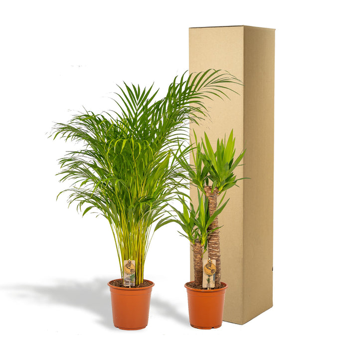 Areca - ↨130cm - Ø24cm + Yucca - ↨100cm - Ø21cm