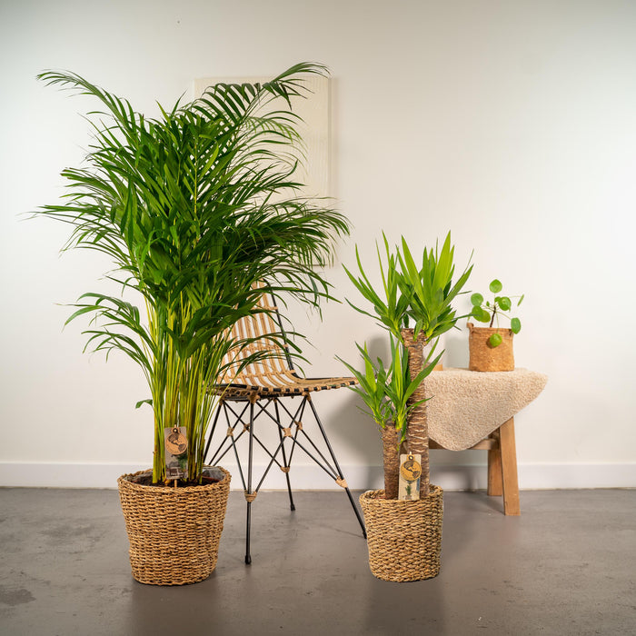 Areca - ↨130cm - Ø24cm + Yucca - ↨100cm - Ø21cm