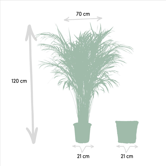 Areca met mand - ↕110cm -Ø21cm