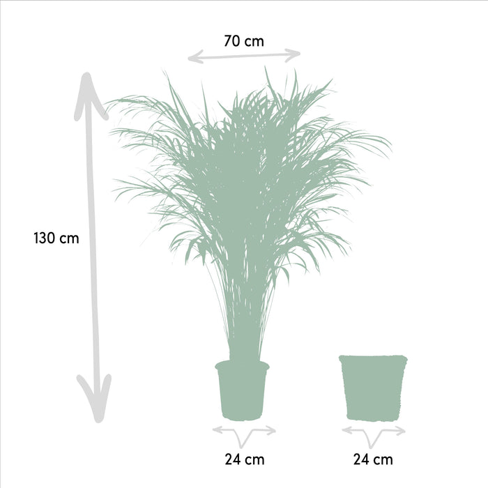 Areca met mand - ↕130cm - Ø24cm