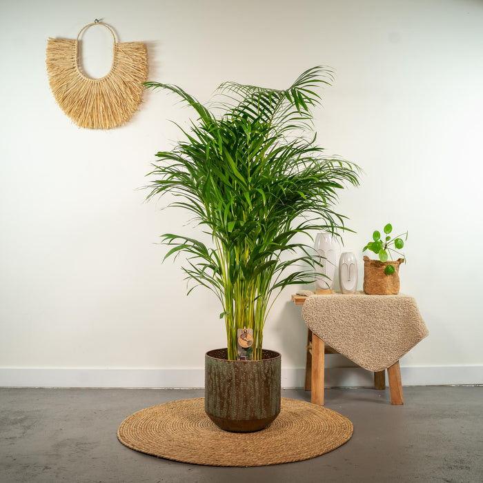 Areca palm - ↕130cm - Ø24cm