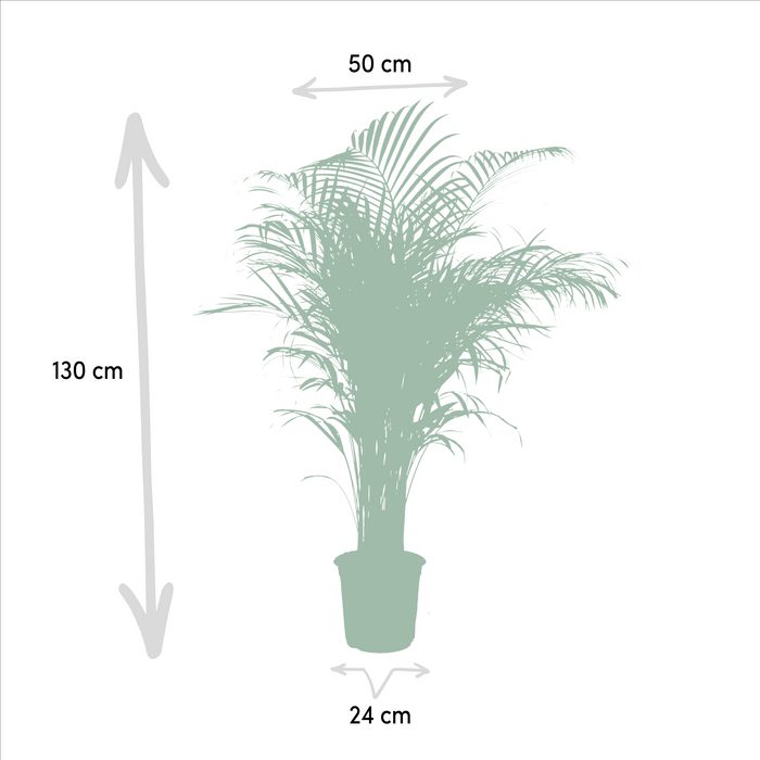 Areca palm - Ø24cm - ↕130cm