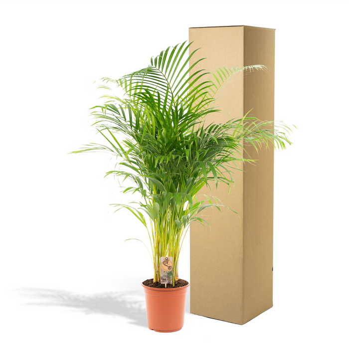 Areca palm - ↕130cm - Ø24cm