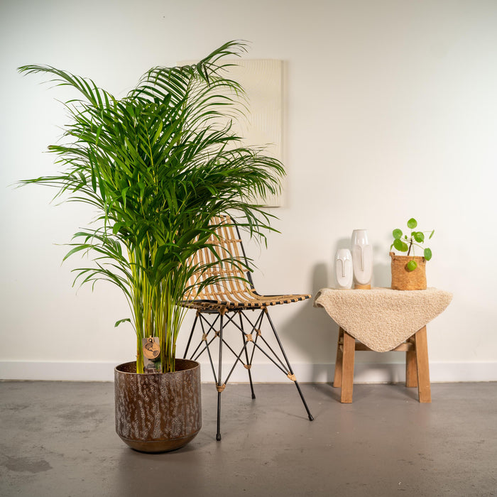 Areca palm met pot - ↨130cm - Ø24cm