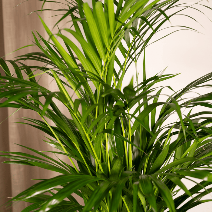 Areca palm - Ø21cm - ↕110cm