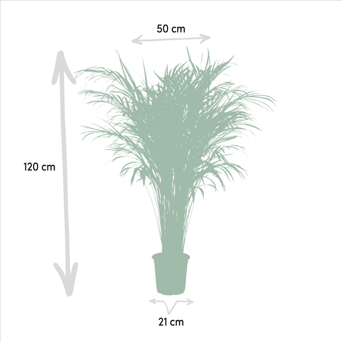 Areca palm - ↕110cm - Ø21cm