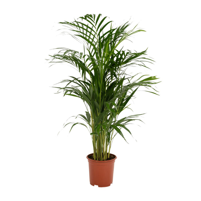 Areca palm - Ø19cm - ↕85cm