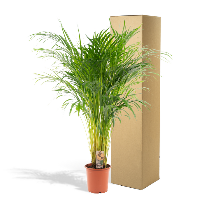 Areca palm - ↕110cm - Ø21cm