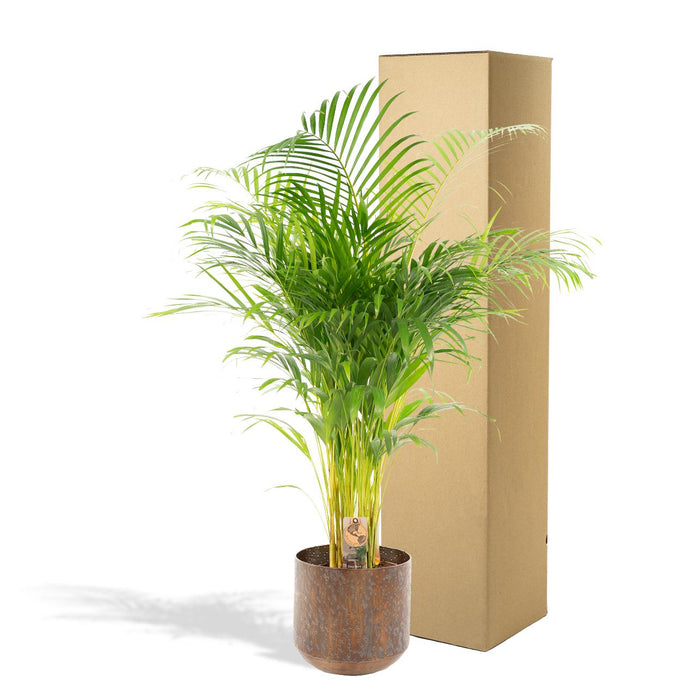 Areca palm met pot - ↕130cm - Ø24cm