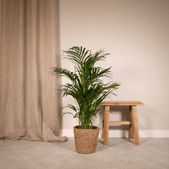 Areca palm - Ø21cm - ↕110cm