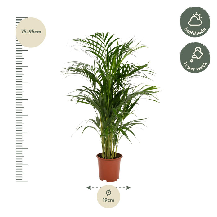 Areca palm - ↕85cm - Ø19cm