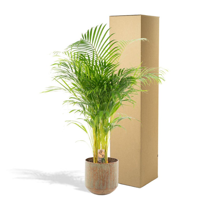 Areca palm met pot - ↕130cm - Ø24cm