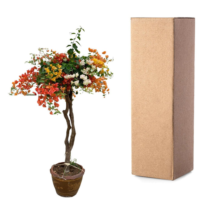 Bougainvillea deluxe in stenen pot - ↕170 cm - Ø40cm