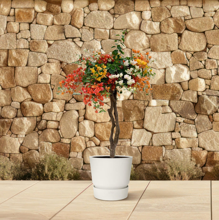 Bougainvillea deluxe in stenen pot - ↕170 cm - Ø40cm