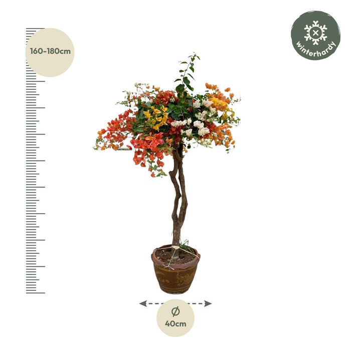 Bougainvillea deluxe in stenen pot - 170 cm - ø40