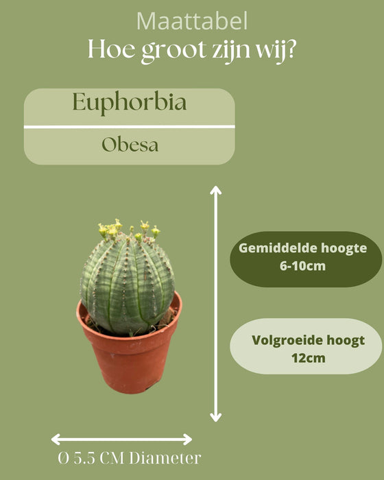 Cactus- Euphorbia obesa - ↕6-9cm - Ø5.5cm - 3 stuks