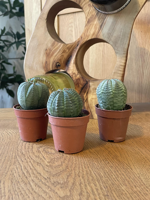 Cactus- Euphorbia obesa- 5.5cm potten- 6-9cm Hoog (3 Stuks)