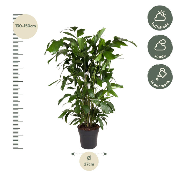 Caryota Mitis - 140 cm - ø27