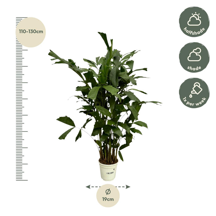 Caryota Mitis - 120 cm - Ø19cm