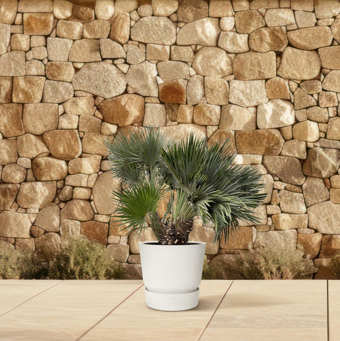 Chamaerops Humilis compact - 120cm - ø80