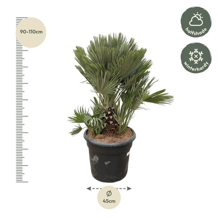 Chamaerops Humilis compact - 100cm - ø45