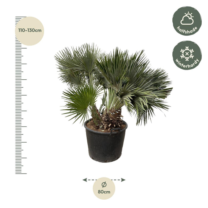 Chamaerops Humilis compact - 120cm - ø80