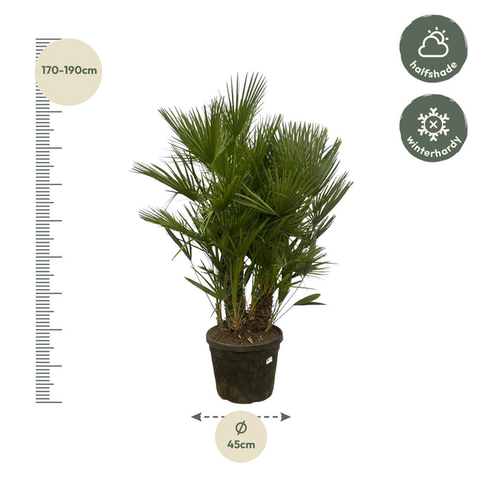 Chamaerops Humilis multi stam - 180 cm - Ø45cm