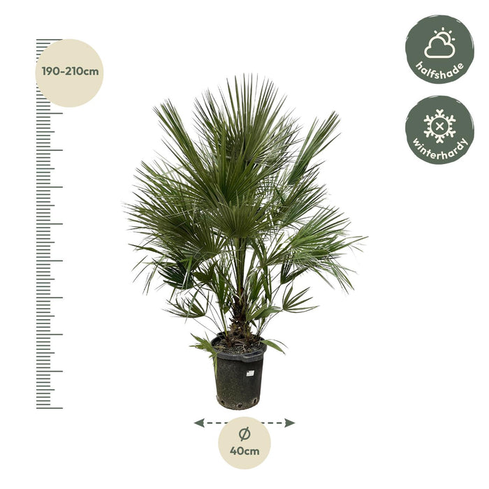 Chamaerops Humilis struik - 200 cm - ø40