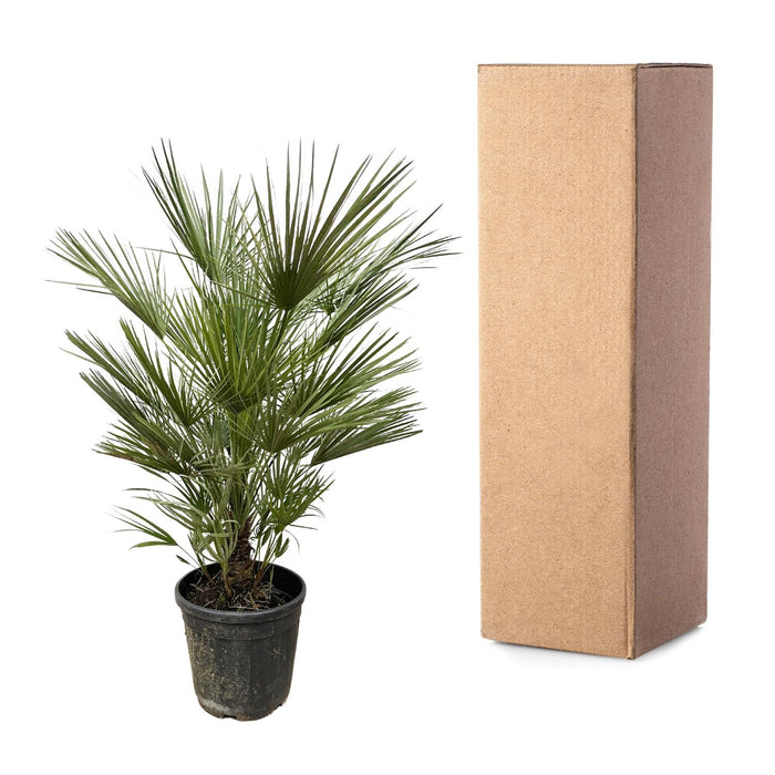 Chamaerops Humilis struik - 150cm- ø35