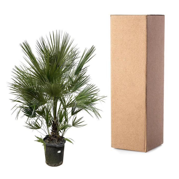 Chamaerops Humilis struik - 200 cm - ø40