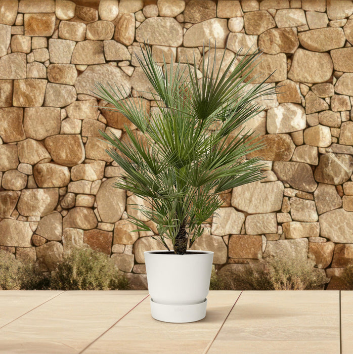 Chamaerops Humilis struik - 150cm- ø35