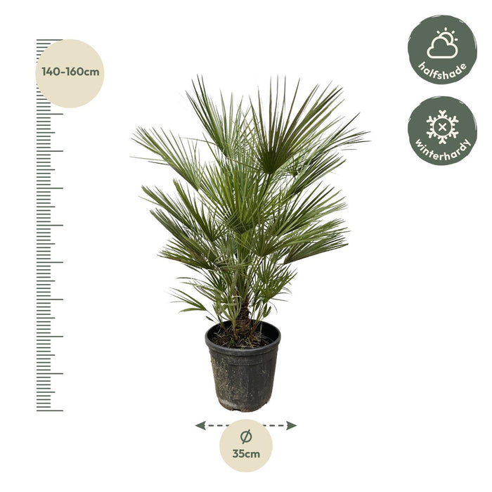 Chamaerops Humilis struik - 150cm- ø35