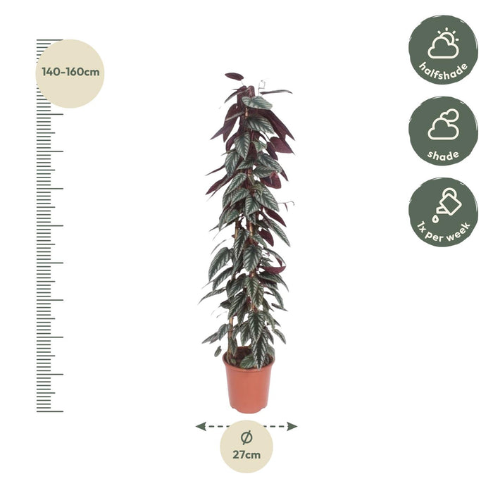 Cissus discolor pyramide - ↕150cm - Ø27cm