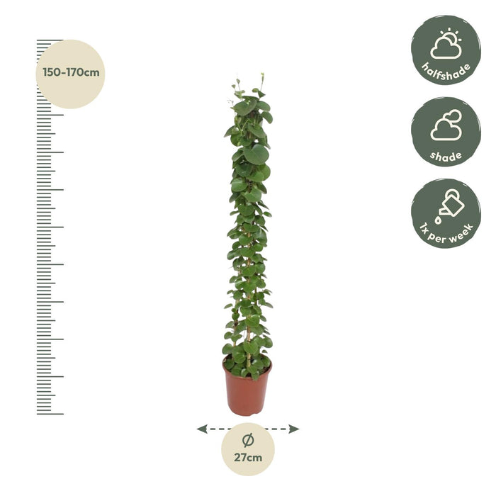 Cissus rotundifolia pyramide - ↕160cm - Ø27cm