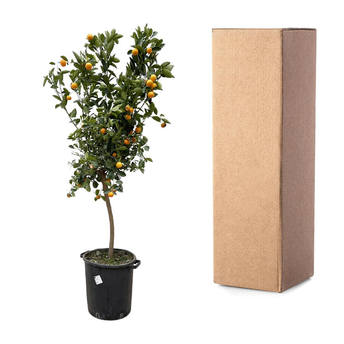 Citrus Calamondin - 200 cm - ø40