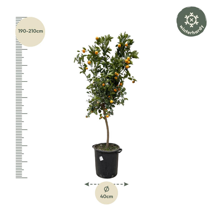 Citrus Calamondin - 200 cm - ø40