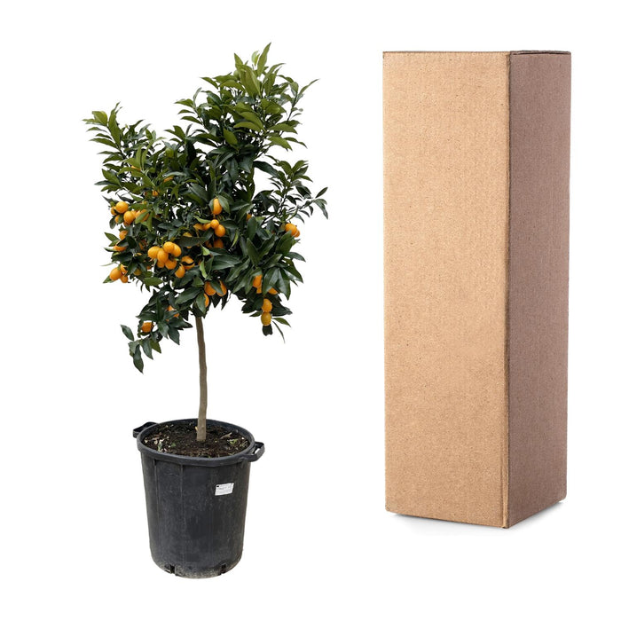 Citrus Kumquat - 150 cm - ø40