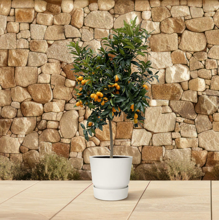 Citrus Kumquat - ↕150cm - Ø40cm